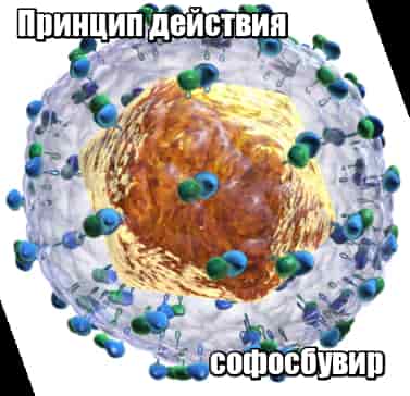 Как действует Софосбувир и Даклатасвир на вирус